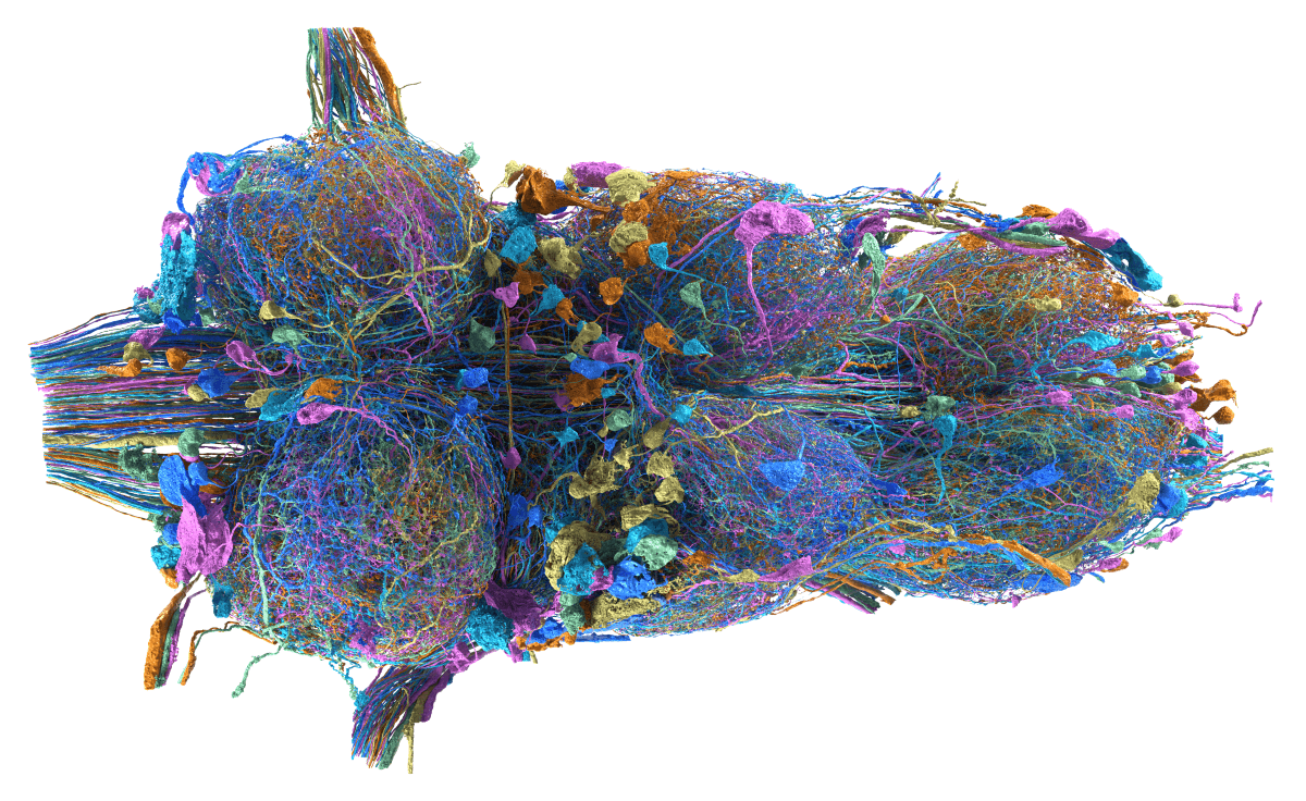 Drosophila VNC connectome visualization